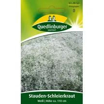 Quedlinburger Saatgut Stauden-Schleierkraut 'Weiss' Quedlinburger Blumensamen