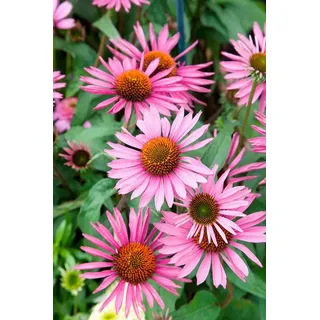 Pflanzen Für Dich Echinacea Purpurea Pica Bella R Roter Sonnenhut Ca. 11x11 cm Topf