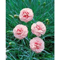 Pflanzen Für Dich Dianthus plumarius Doris Pfingstnelke, ca. 9x9