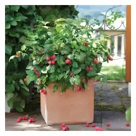 Plant in a Box - Rubus ideaus 'Autumn Bliss' - Höhe 25-40cm