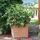 Plant in a Box - Rubus ideaus 'Autumn Bliss' - Höhe 25-40cm