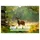 Calvendo Jagd und Natur - Kalender für Jäger mit Wildtieren Deutschlands im Jahreslauf (Wandkalender 2026 DIN A4 quer), CALVENDO Monatskalender: ... in ihrer schönsten Form. (CALVENDO Natur)