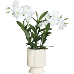 Orchidee Dendrobie