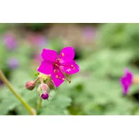 Pflanzen Für Dich Geranium macrorrhizum 'Czakor', Balkan-Storchschnabel, purpurrot, ca.