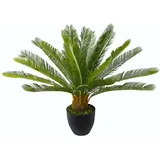 I.GE.A. Cycaspalme im Topf