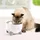 Catit PIXI Smart Trinkbrunnen