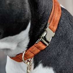 Kentucky Dogwear Halsband Dog Collar "Velvet" - Orange, XL