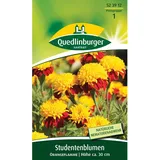 QUEDLINBURGER Studentenblume ''Orangeflamme''