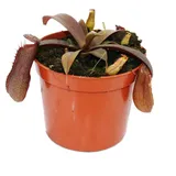 EXOTENHERZ Kannenpflanze Nepenthes 9cm