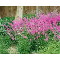 Pflanzen Für Dich Silene schafta 'Splendens', Karthäusernelke, pink, ca.