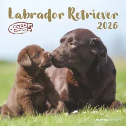 Labrador Retriever - Kalender 2026