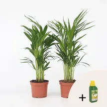 Plant in a Box - Goldfruchtpalme - 2 Stk - Dypsis lutescens - Höhe 60-70cm - Topf 17cm