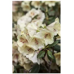 Rhododendron Hybr. 'Viscy', Rhododendron, 30–40 cm