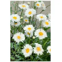 Pflanzen Für Dich Leucanthemum x superbum 'Snehurka', Margerite, weiß,