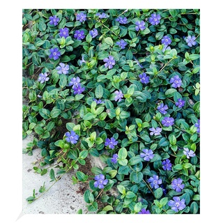 BALDUR Garten Winterharter Bodendecker Vinca Minor 'Blau', 3 Pflanzen, ideal auch für schattige Flächen, immergrün, winterharte Staude, mehrjährig, blühend