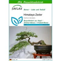 SAFLAX - Bonsai - Himalaya Zeder - 35 Samen
