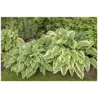 Pflanzen Für Dich Hosta sieboldii, Funkie, ca. 9x9 cm