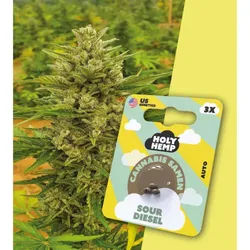 Holy Hemp Cannabissamen – Sour Diesel