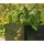 upyard Hochbeet GardenBox I-Box ca. B120/H40/T80 cm, Schwarz