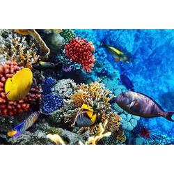Fototapete PAPERMOON "Korallen Rotes Meer", bunt, B:4,00m L:2,60m, Vlies, Tapeten