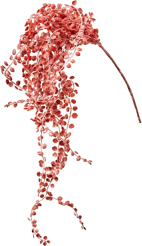 Ceropegia Hänger 66cm burgund