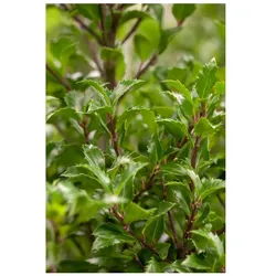 Ilex meserveae 'Heckenfee', Stechpalme, immergrün, 30–40 cm