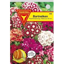 Philipp Klein GmbH Bartnelken Prachtmischung