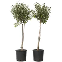Plant in a Box - Olivenbaum - 2 Stk