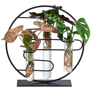 Dehner Waterplant-Set Dubai, in Reagenzgläsern 3-teilig, Grün, Rosa