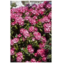 Rhododendron yakushimanum 'Morgenrot', rosa Blüten, 30–40 cm
