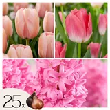 Plant in a Box - Blumenzwiebeln 'Pink Blush' - 25 Stk - Tulipa, Hyacinthus - Rosa