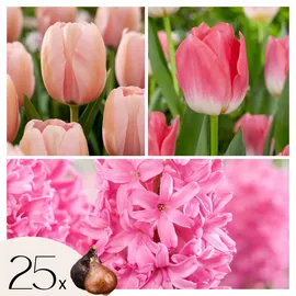 Plant in a Box - Blumenzwiebeln 'Pink Blush' - 25 Stk - Tulipa, Hyacinthus - Rosa