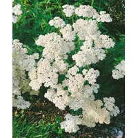 Pflanzen Für Dich Achillea millefolium 'Schneetaler' Schafgarbe, ca. 9x9
