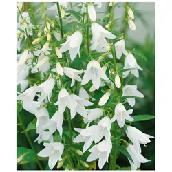 Campanula sarmatica, Glockenblume, ca. 9x9 cm Topf
