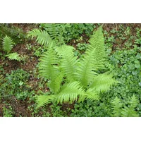 Pflanzen Für Dich Polystichum Setiferum Proliferum Schildfarn Immergrün 30–40