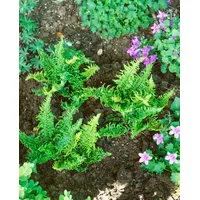 Pflanzen Für Dich Dryopteris affinis 'Crispa Congesta' ca. 9x9