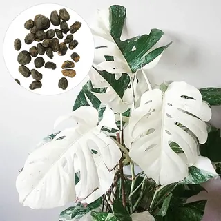 Monstera-Samen, 30 Samen, schnell wachsend, voller Vitalität, trockenheitstolerant, hohe Überlebensrate, gut angepasst, einfache Keimung, Gartenarbeit, Monstera Deliciosa-Samen im Freien Saatgut