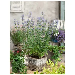 Nepeta x faassenii 'Gletschereis', Katzenminze, weißblau, ca. 9x9 cm Topf