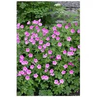 Pflanzen Für Dich Geranium sanguineum 'Elke', Storchschnabel, rosa, ca.