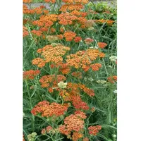 Pflanzen Für Dich Achillea millefolium 'Terracotta', Schafgarbe, ca. 9x9