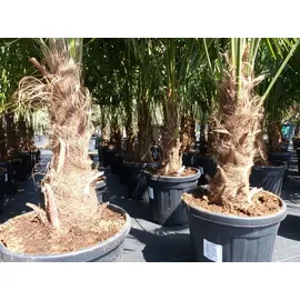 grünwaren XXL Palme winterhart 180 - 190 cm Trachycarpus fortunei, Hanfpalme,