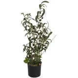 Europalms Olivenbäumchen, Kunstpflanze, 68 cm