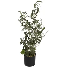 Europalms Olivenbäumchen, Kunstpflanze, 68 cm