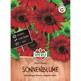 Tom-Garten Sonnenblume, Velvet Queen