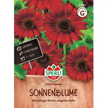 Tom-Garten Sonnenblume, Velvet Queen