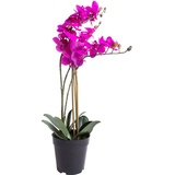 künstliche Orchidee Bora (Orchideen Pflanze/Phalaenopsis) im schwarzen Kunststofftopf mit Rispen, Blättern und Luftwurzeln "real touch" (fuchsia, ca. 60 cm / 3 Rispen)