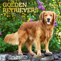 Browntrout Verlags GmbH Golden Retrievers – Golden Retriever 2026