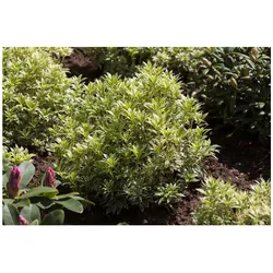 Pieris japonica 'Variegata', Japanische Lavendelheide, 20–25 cm