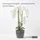 Homescapes Künstliche Weiße Phalaenopsis-orchidee im Dunkelgrauen Keramiktopf, 82 cm