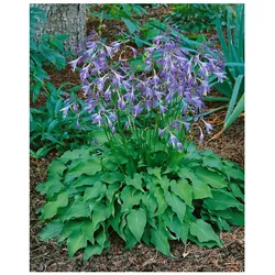 Hosta venusta, Zwerg-Funkie, grün, ca. 9x9 cm Topf